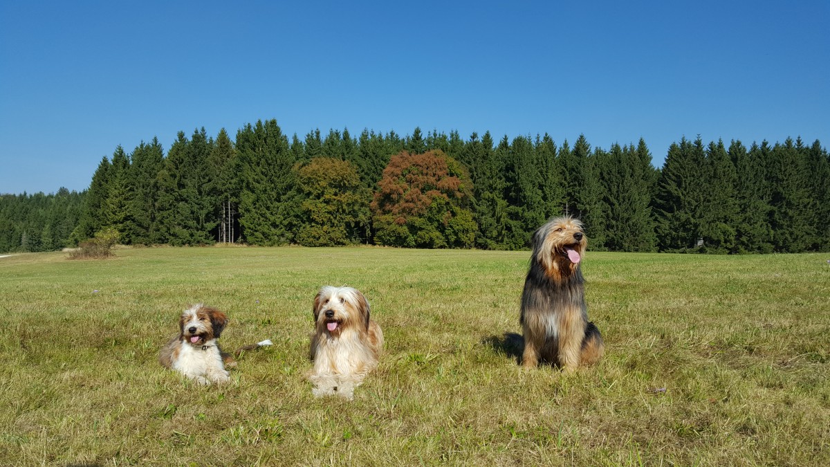 Wäller von der Straubenhalde