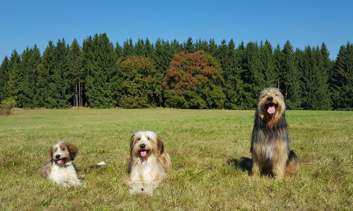 Wäller von der Straubenhalde