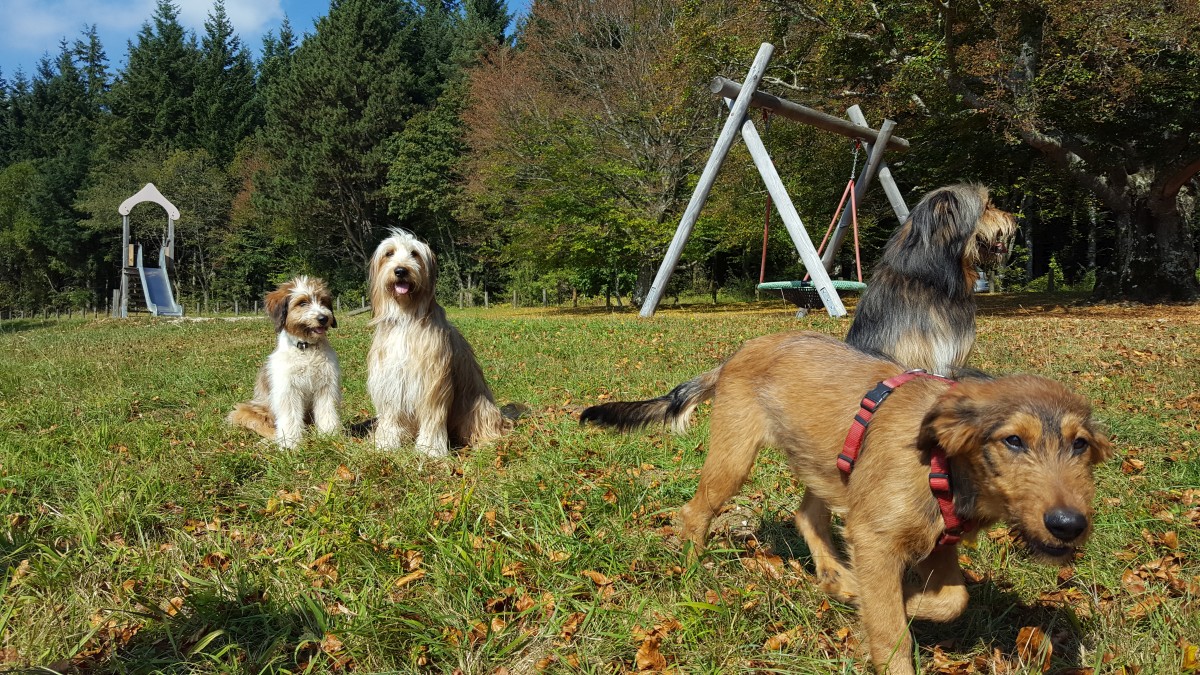 Wäller von der Straubenhalde