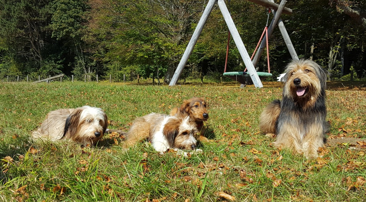 Wäller von der Straubenhalde