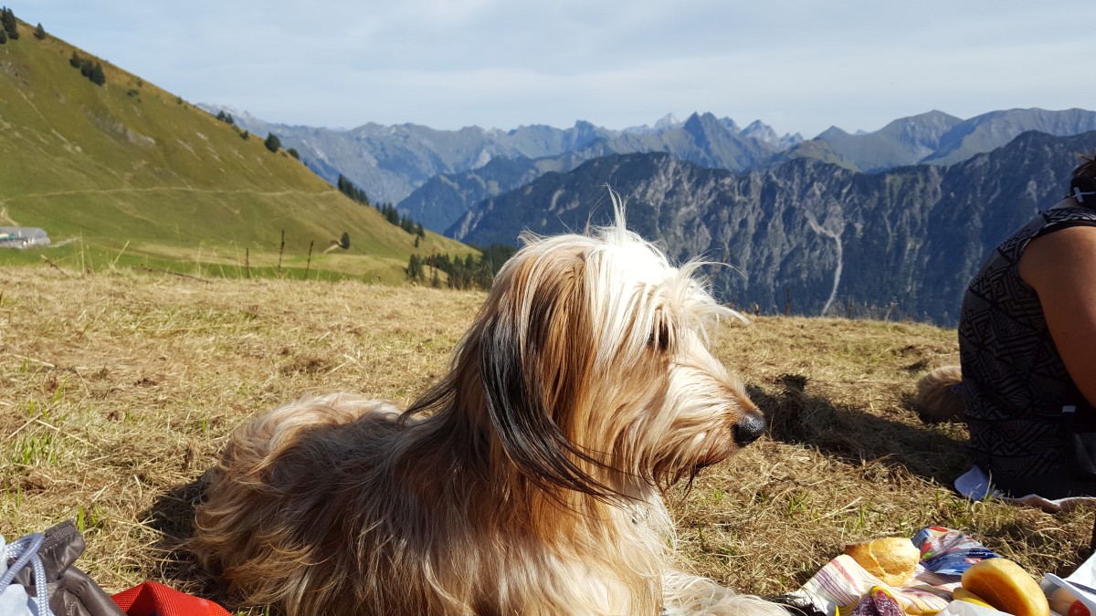 Wäller von der Straubenhalde