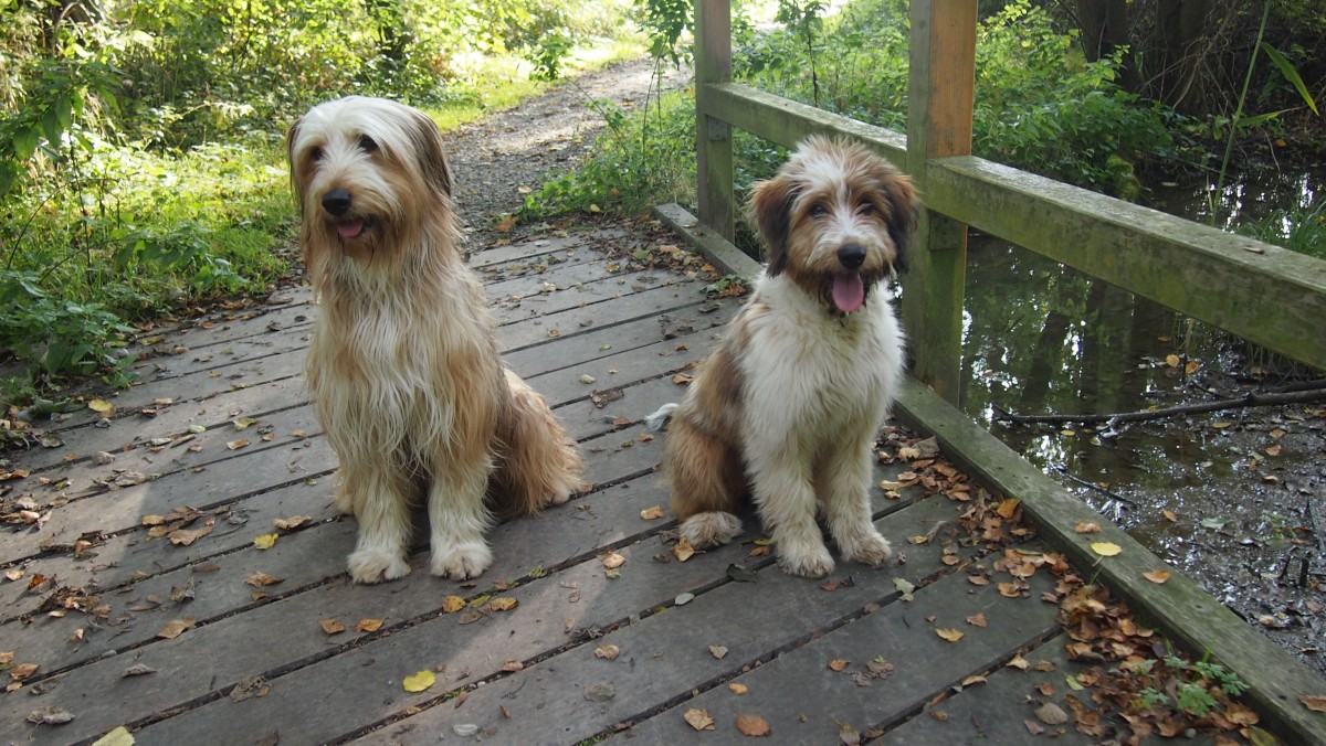 Wäller von der Straubenhalde