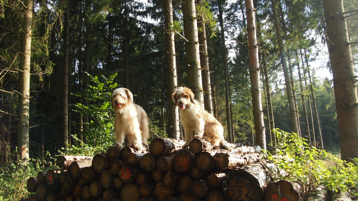 Wäller von der Straubenhalde