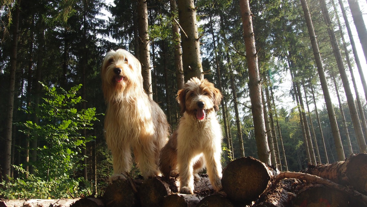 Wäller von der Straubenhalde