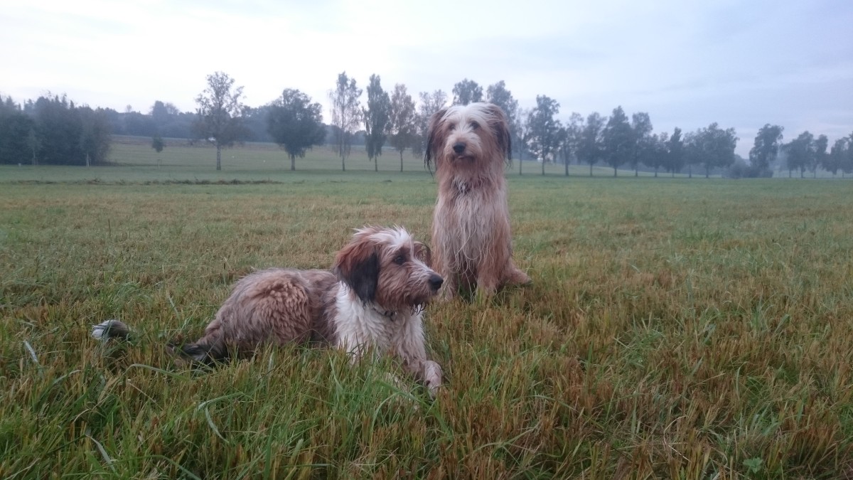 Wäller von der Straubenhalde