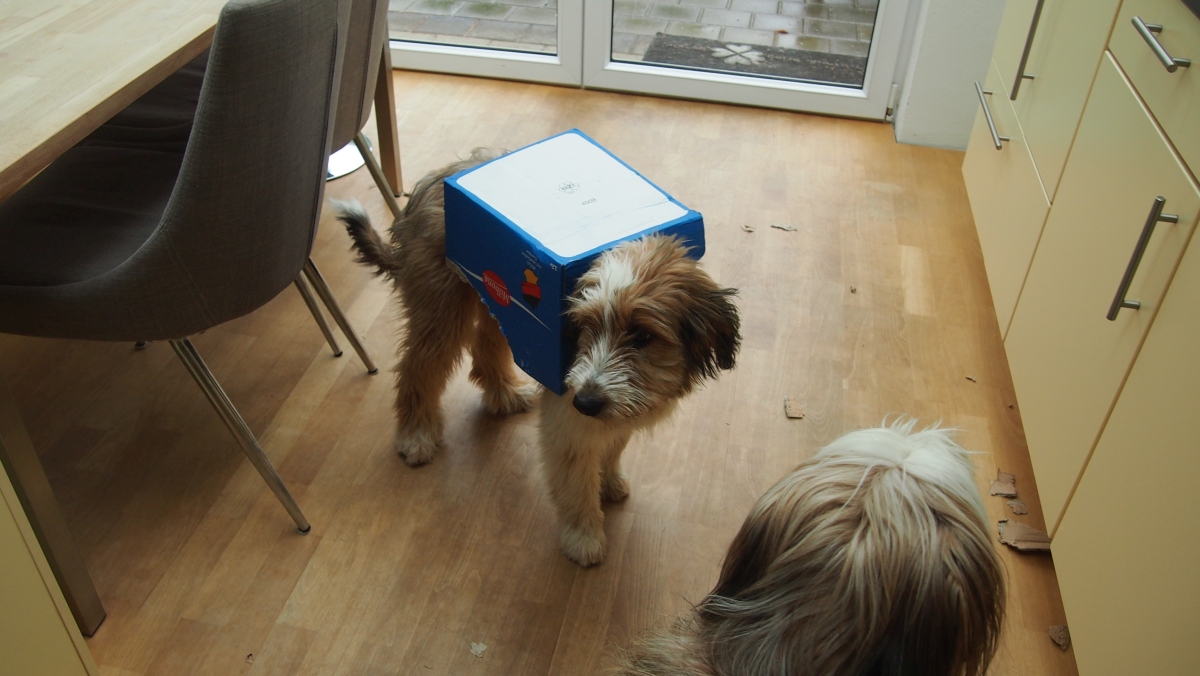 Wäller von der Straubenhalde