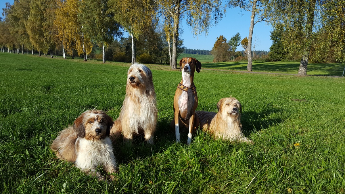 Wäller von der Straubenhalde