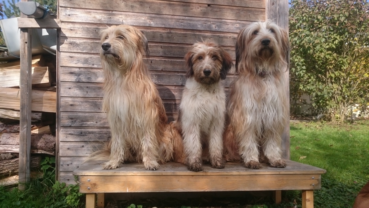 Wäller von der Straubenhalde