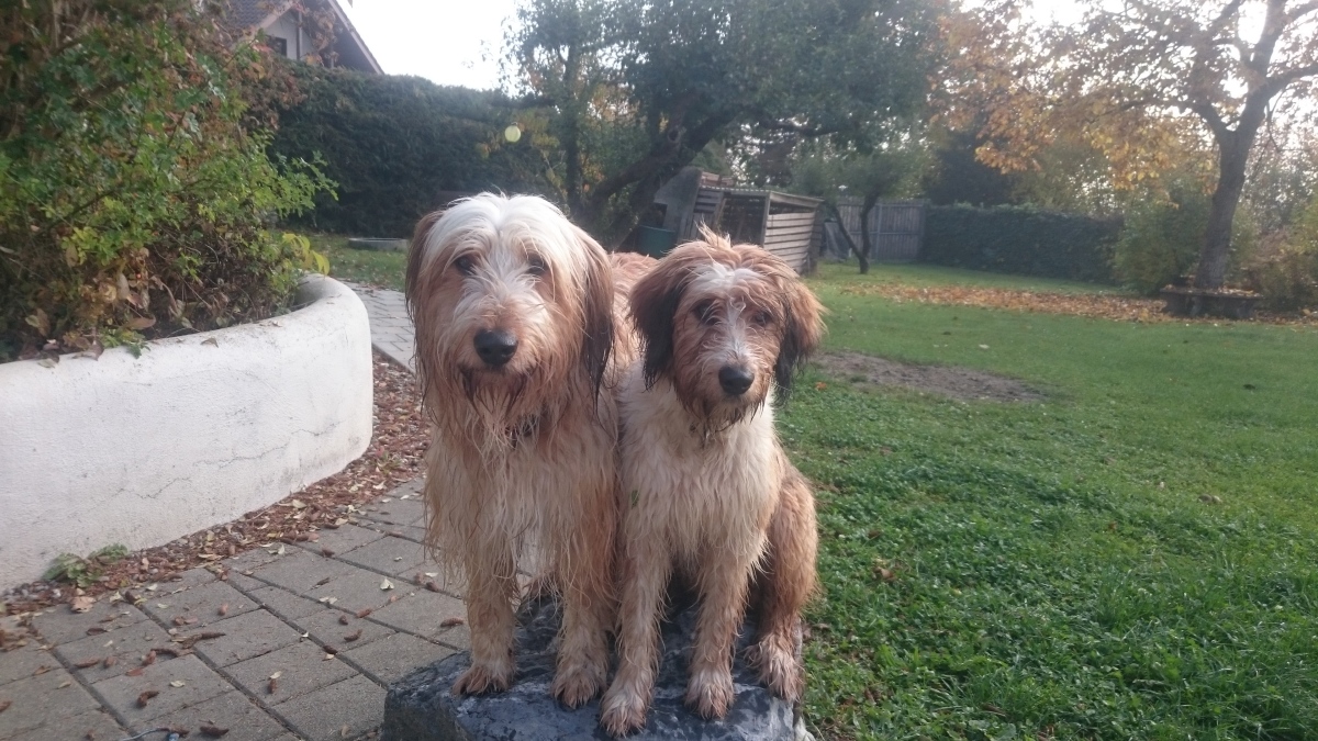 Wäller von der Straubenhalde