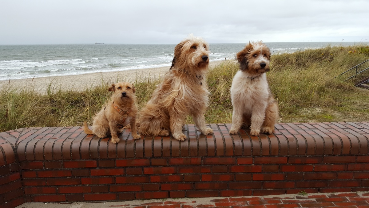 Wäller von der Straubenhalde