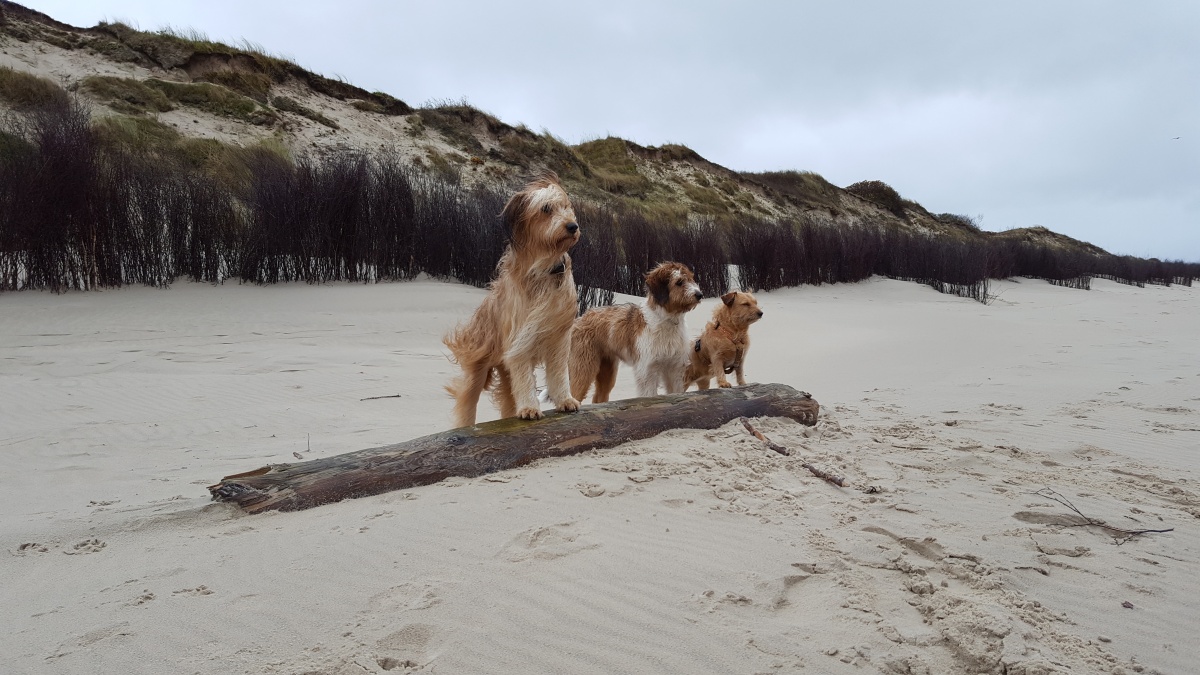Wäller von der Straubenhalde