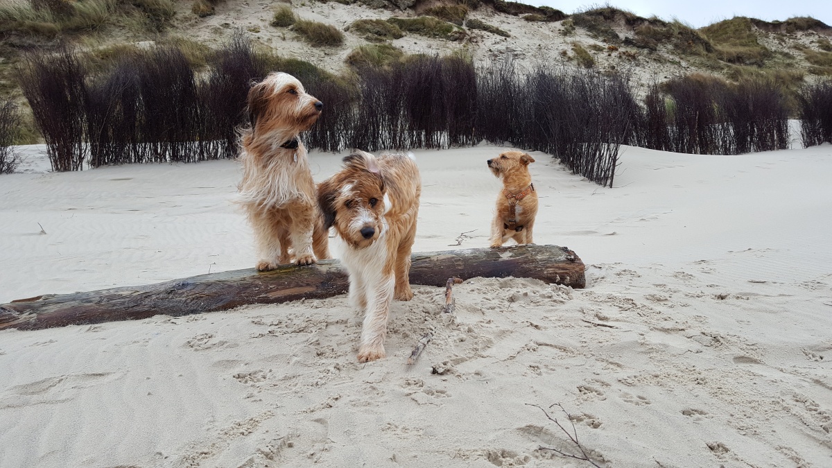 Wäller von der Straubenhalde