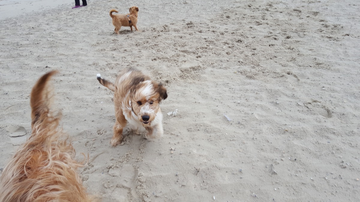 Wäller von der Straubenhalde