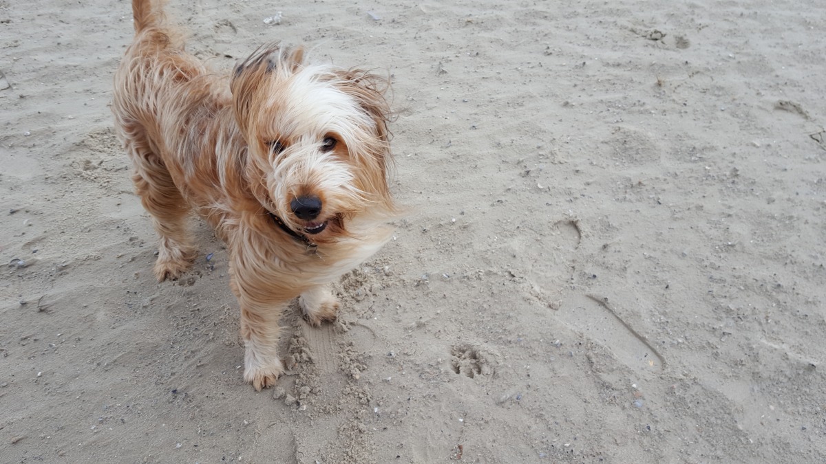 Wäller von der Straubenhalde