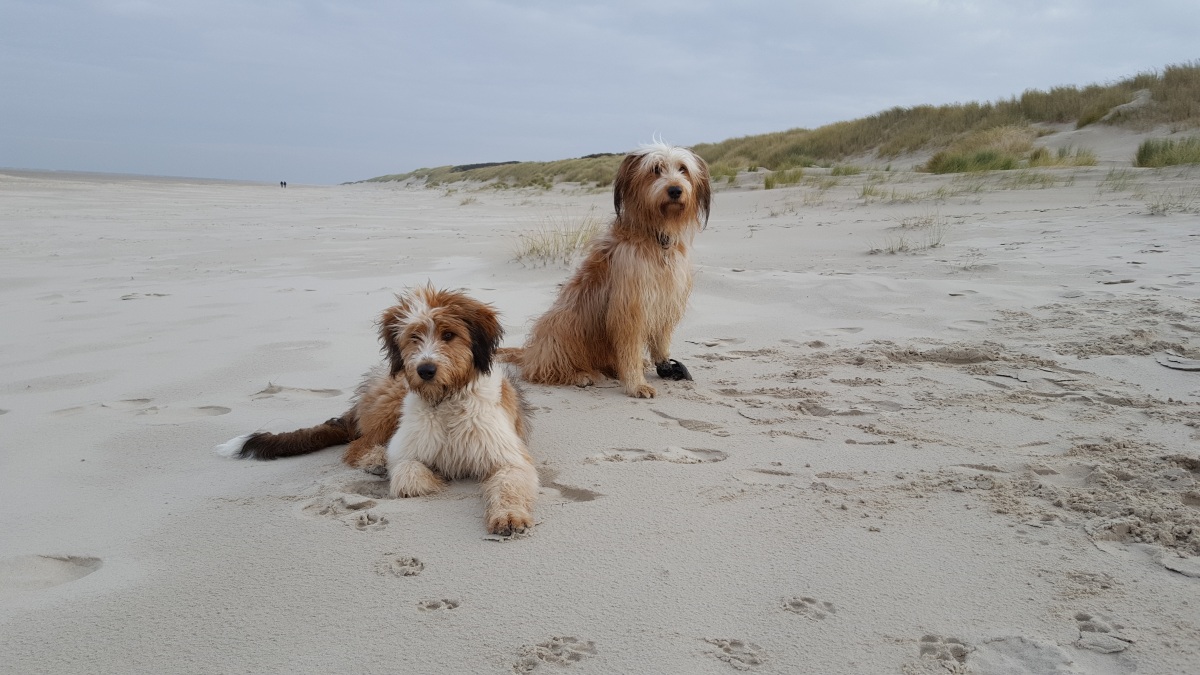 Wäller von der Straubenhalde