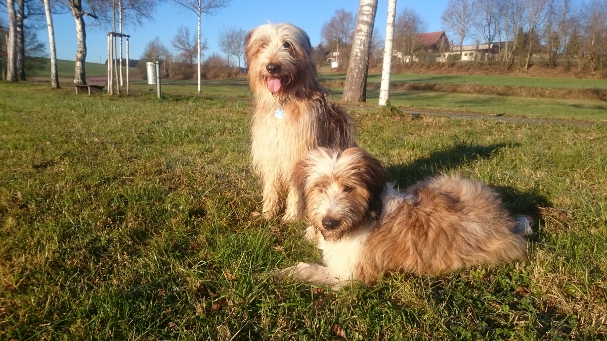 Wäller von der Straubenhalde