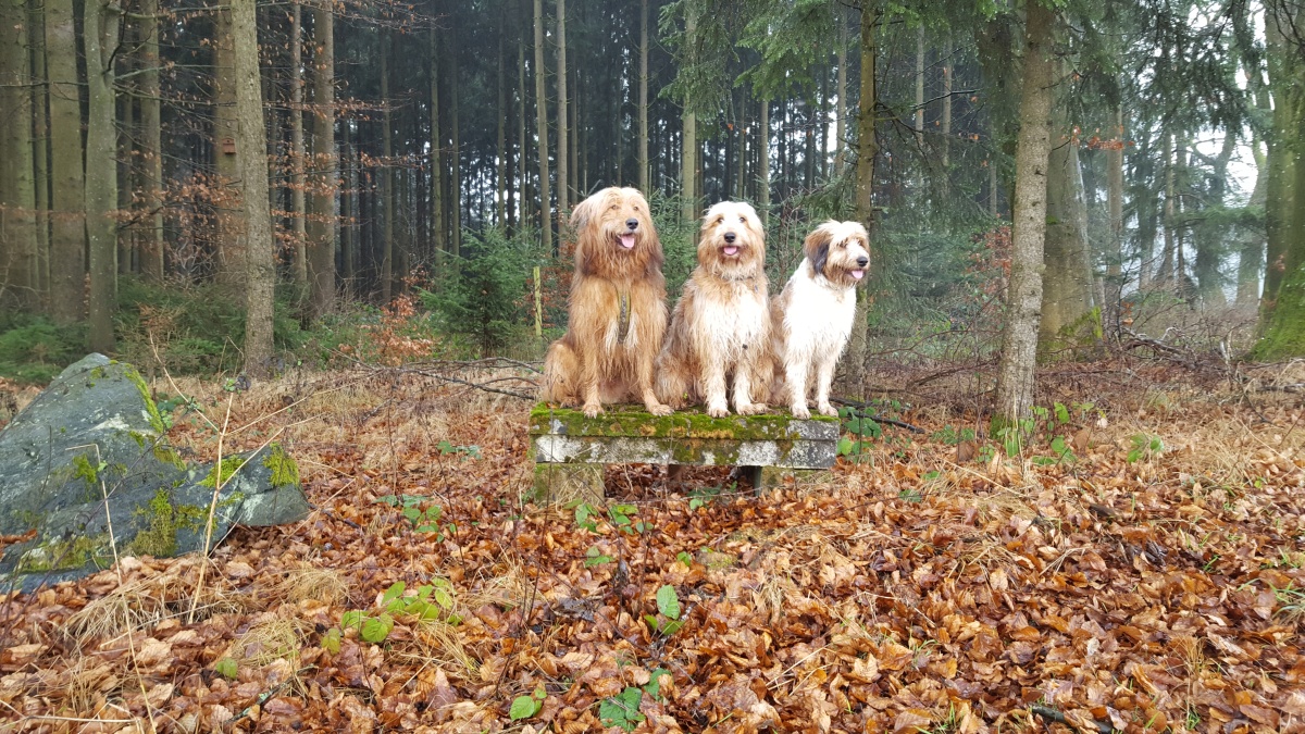 Wäller von der Straubenhalde