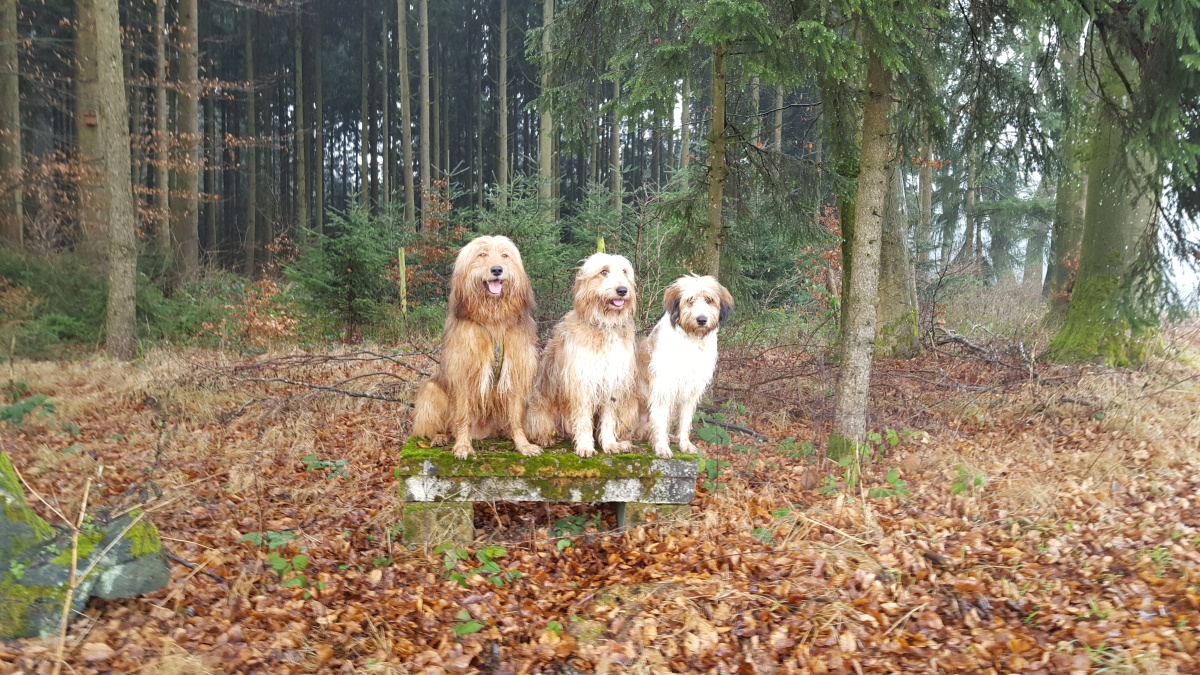 Wäller von der Straubenhalde