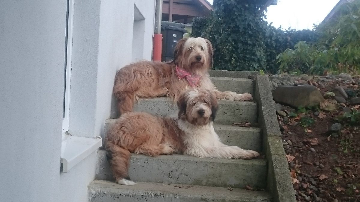 Wäller von der Straubenhalde