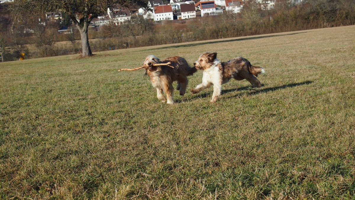 Wäller von der Straubenhalde
