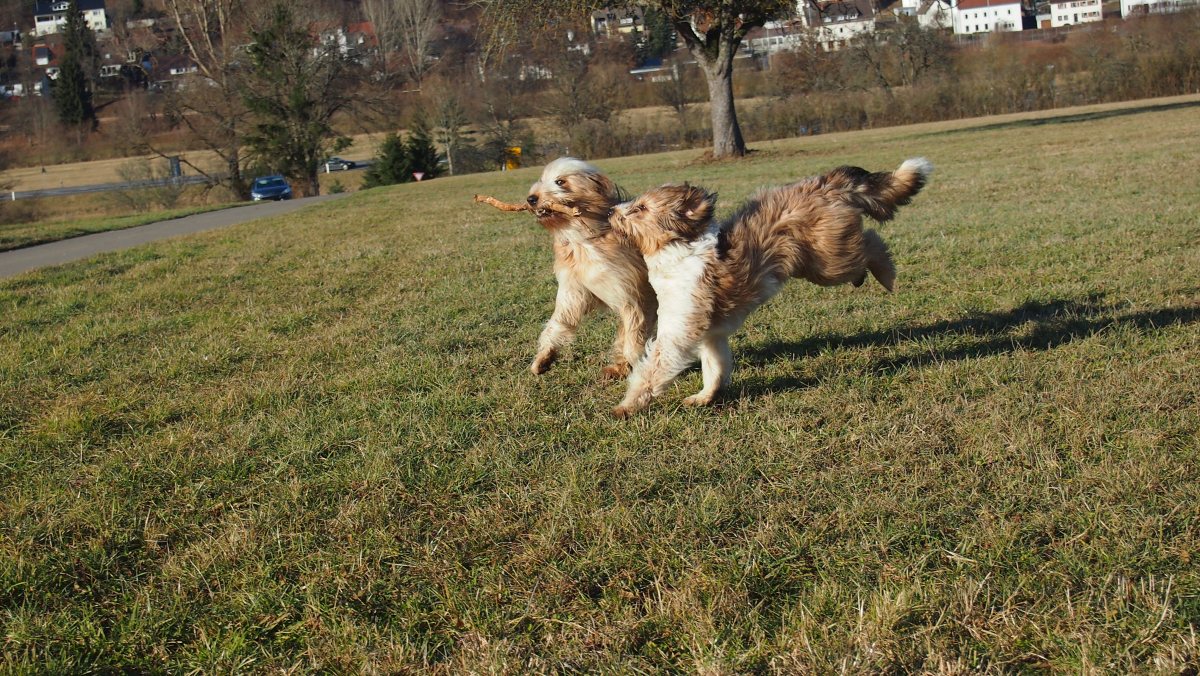 Wäller von der Straubenhalde