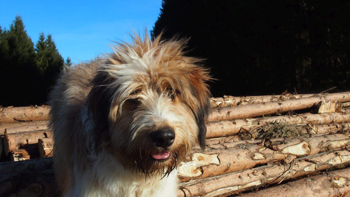 Wäller von der Straubenhalde