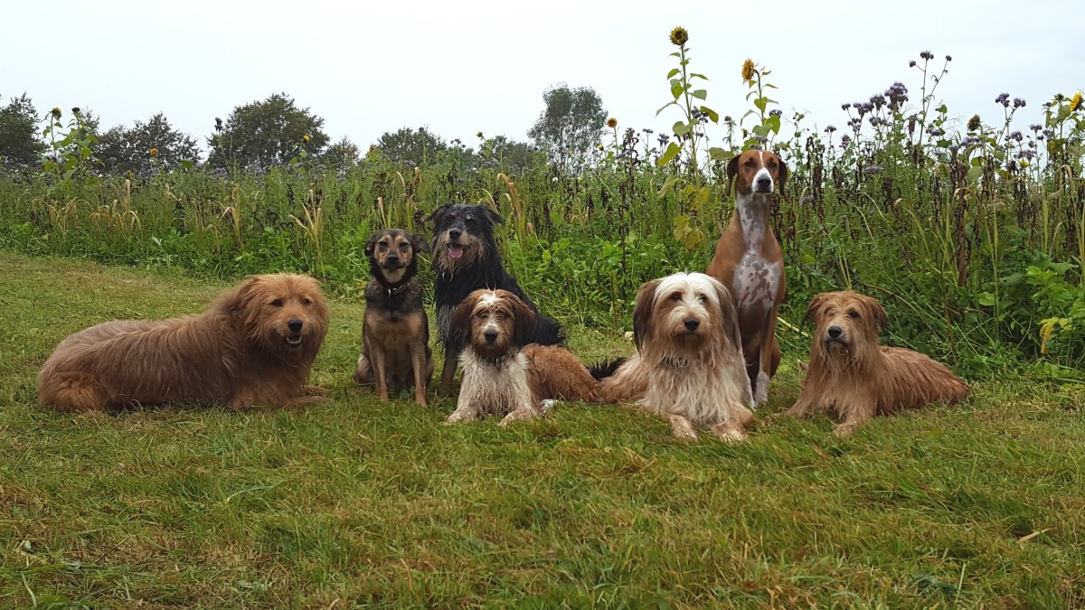 Wäller von der Straubenhalde