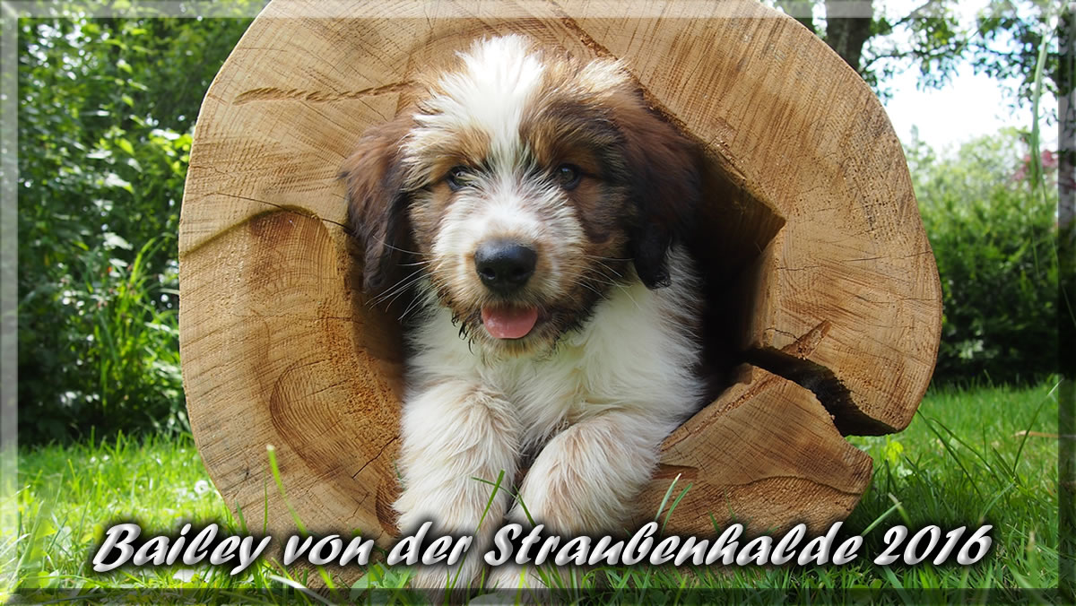 Bailey von der Straubenhalde