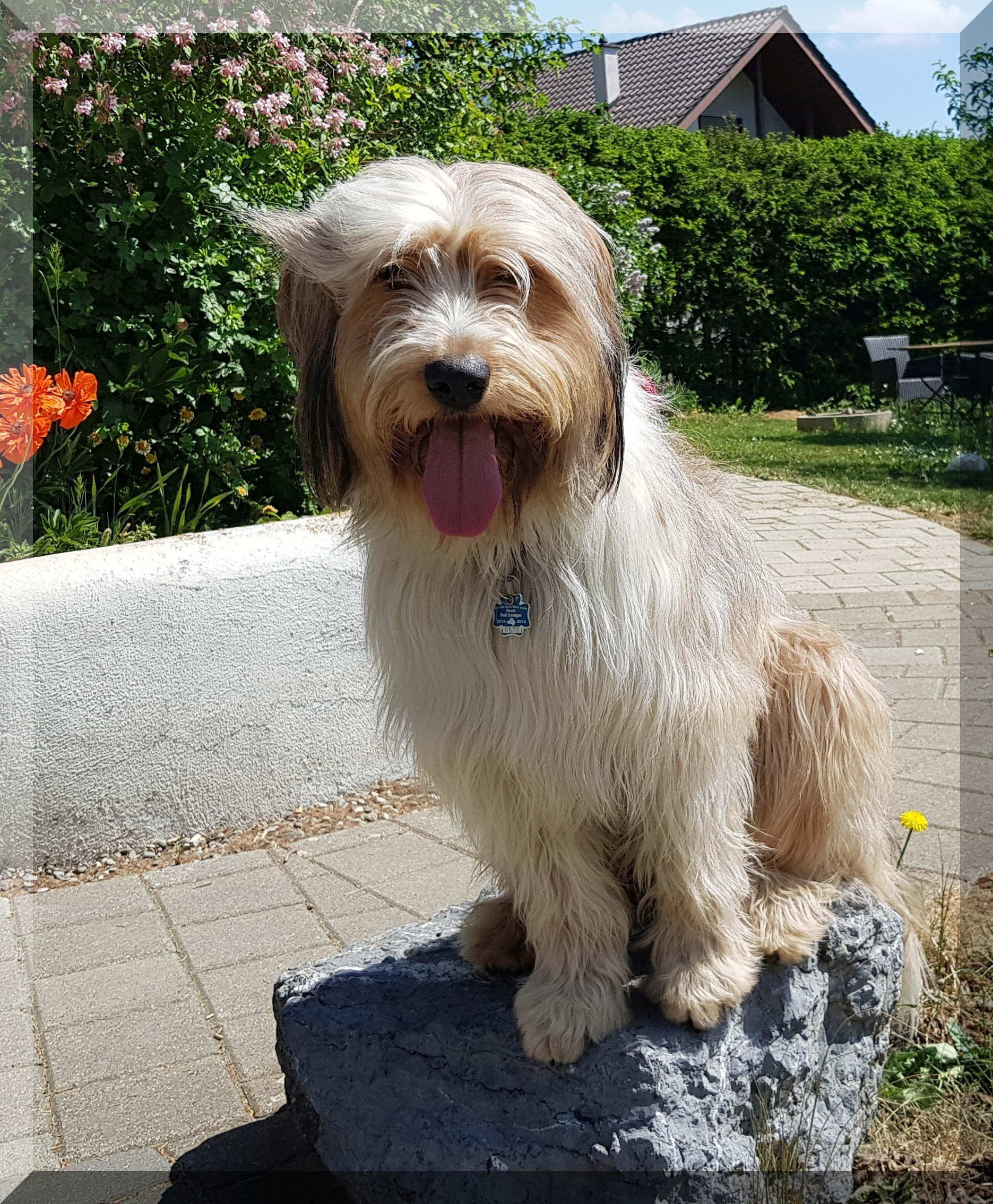 Bailey von der Straubenhalde