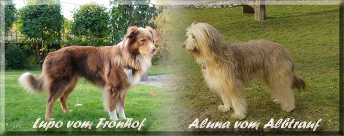 A-Luna vom Albtrauf-Lupo vom Fronhof