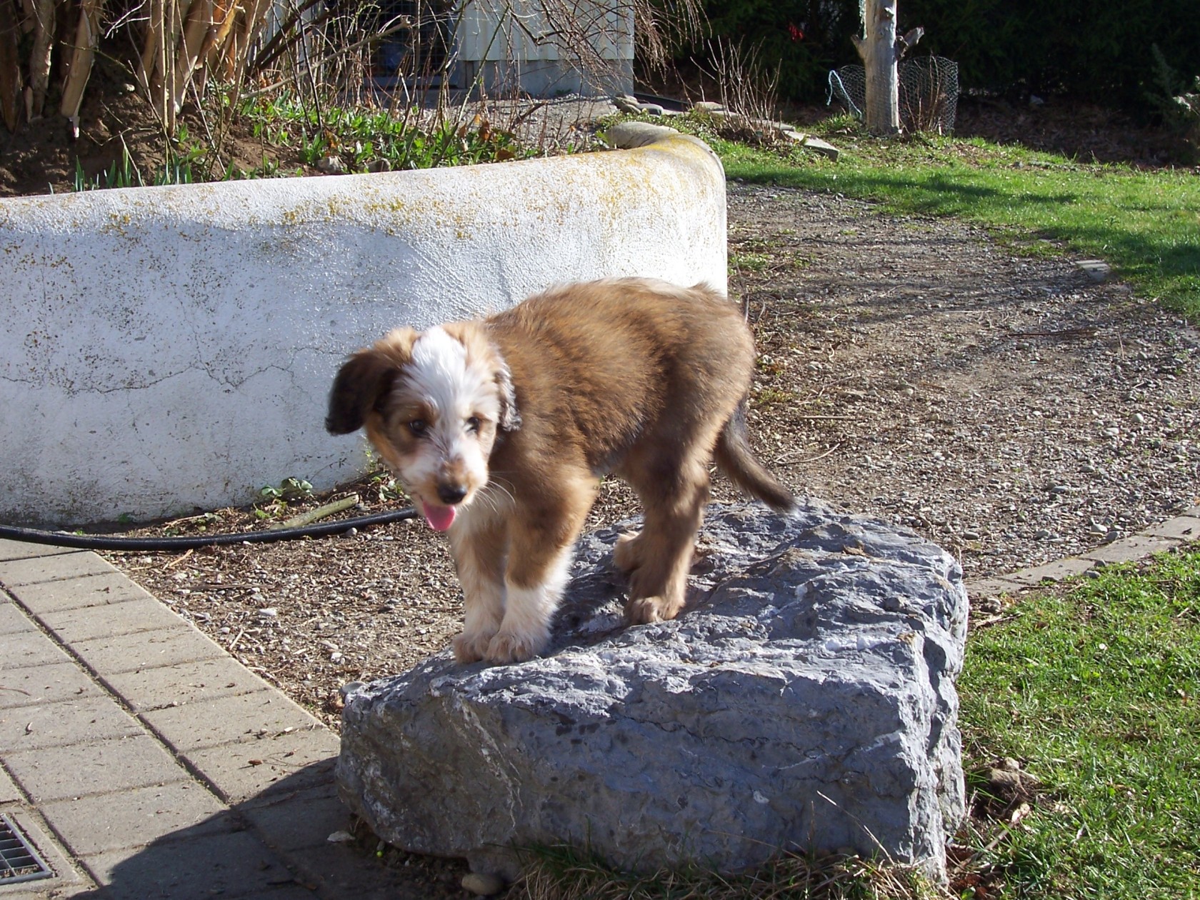 Luna das erste mal auf dem Stein