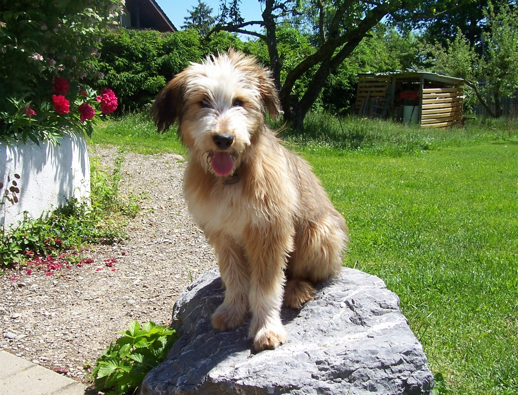 Luna wieder auf dem Stein