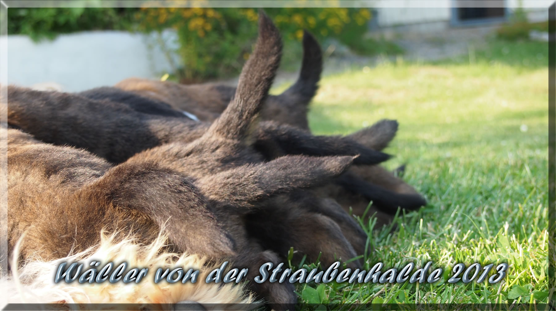 Welpen von der Straubenhalde