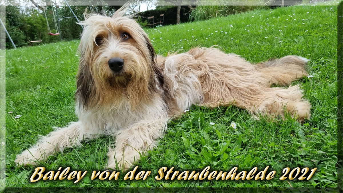 C-Wurf-von-der-Straubenhalde-2021