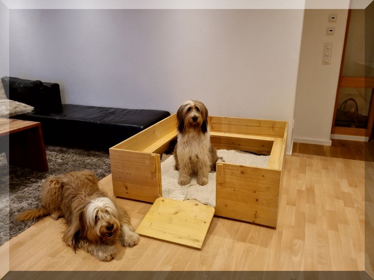 C-Wurf-von-der-Straubenhalde-2021