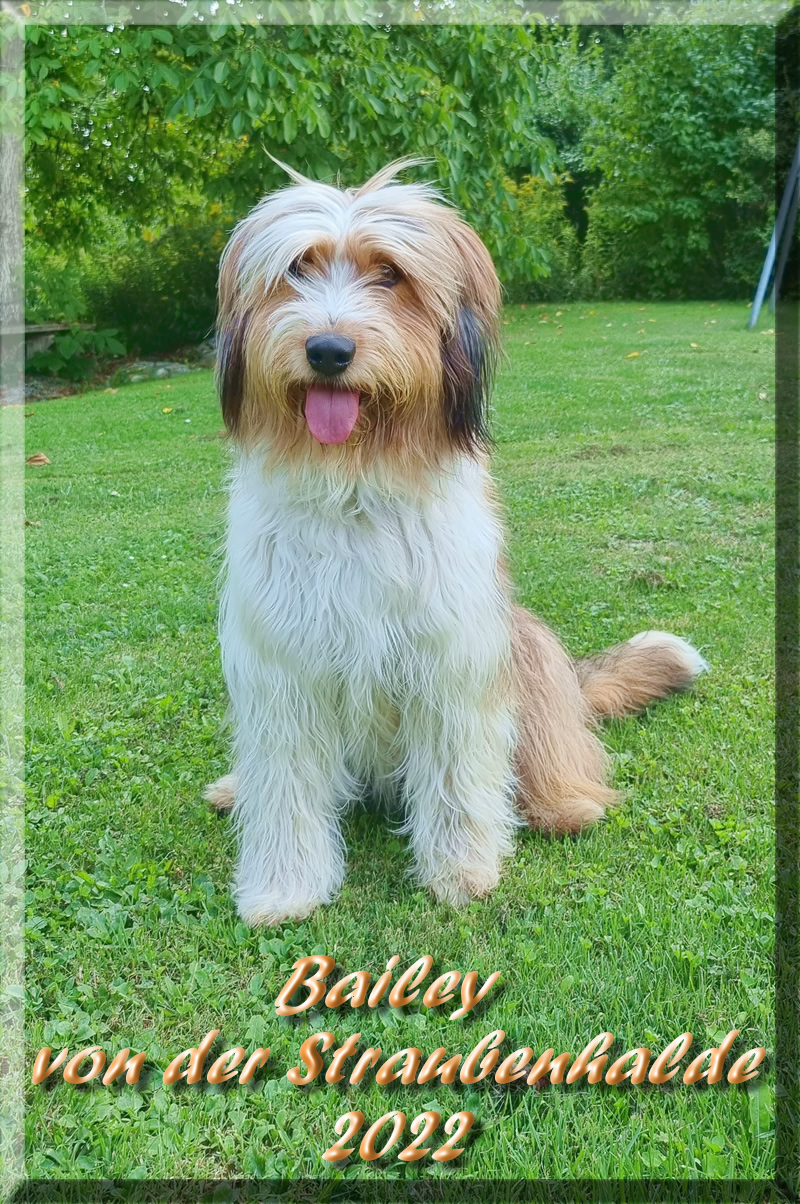Bailey von der Straubenhalde