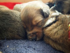 Waeller-von-der-Straubenhalde-Welpen-17te-Tag-001