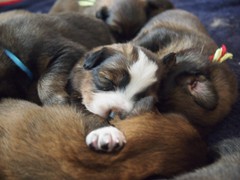 Waeller-von-der-Straubenhalde-Welpen-17te-Tag-003