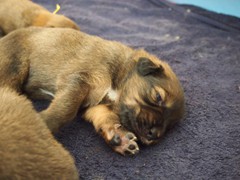 Waeller-von-der-Straubenhalde-Welpen-17te-Tag-004