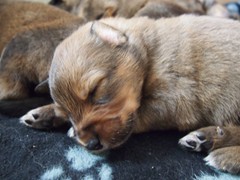 Waeller-von-der-Straubenhalde-Welpen-17te-Tag-005