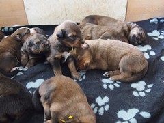 Waeller-von-der-Straubenhalde-Welpen-17te-Tag-009