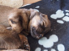 Waeller-von-der-Straubenhalde-Welpen-17te-Tag-011