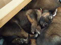 Waeller-von-der-Straubenhalde-Welpen-17te-Tag-013