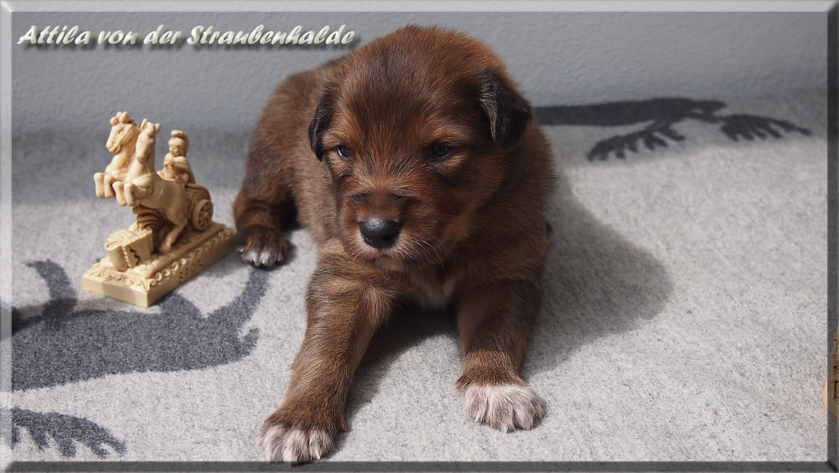 Attila-von-der-Straubenhalde