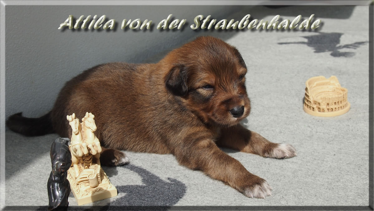 Attila-von-der-Straubenhalde