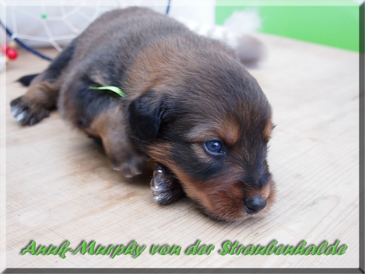 Anuk-Murphy-von-der-Straubenhalde