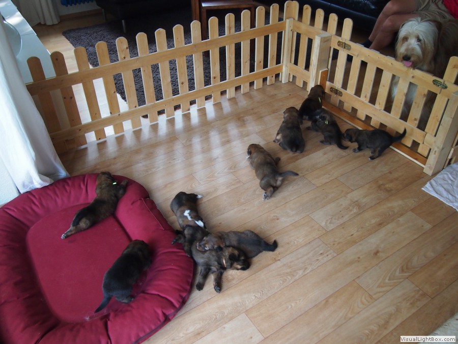 Waeller-von-der-Straubenhalde-Welpen-20te-Tag-118