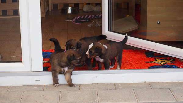 Waeller-von-der-Straubenhalde-Welpen