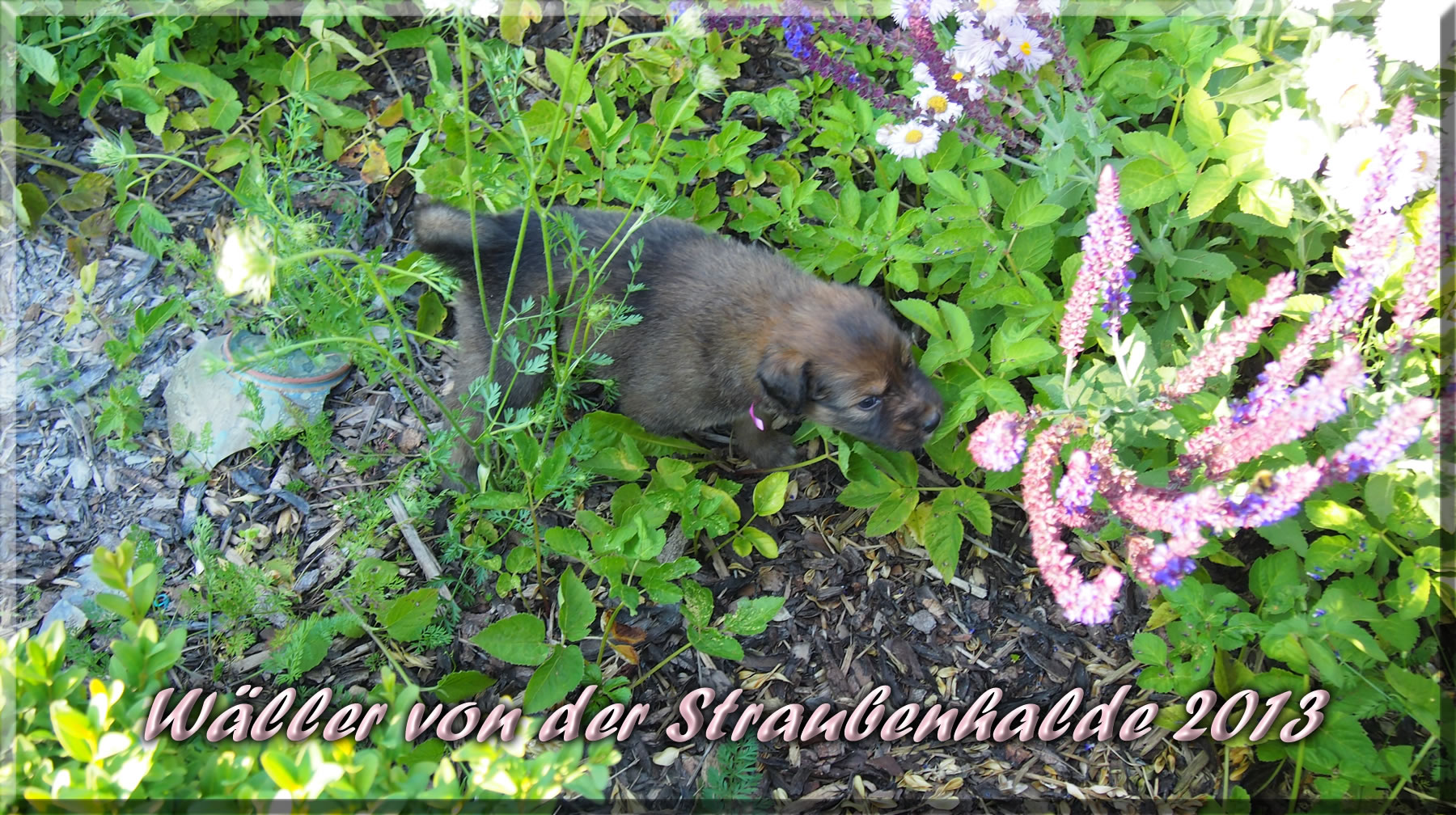 Welpen von der Straubenhalde