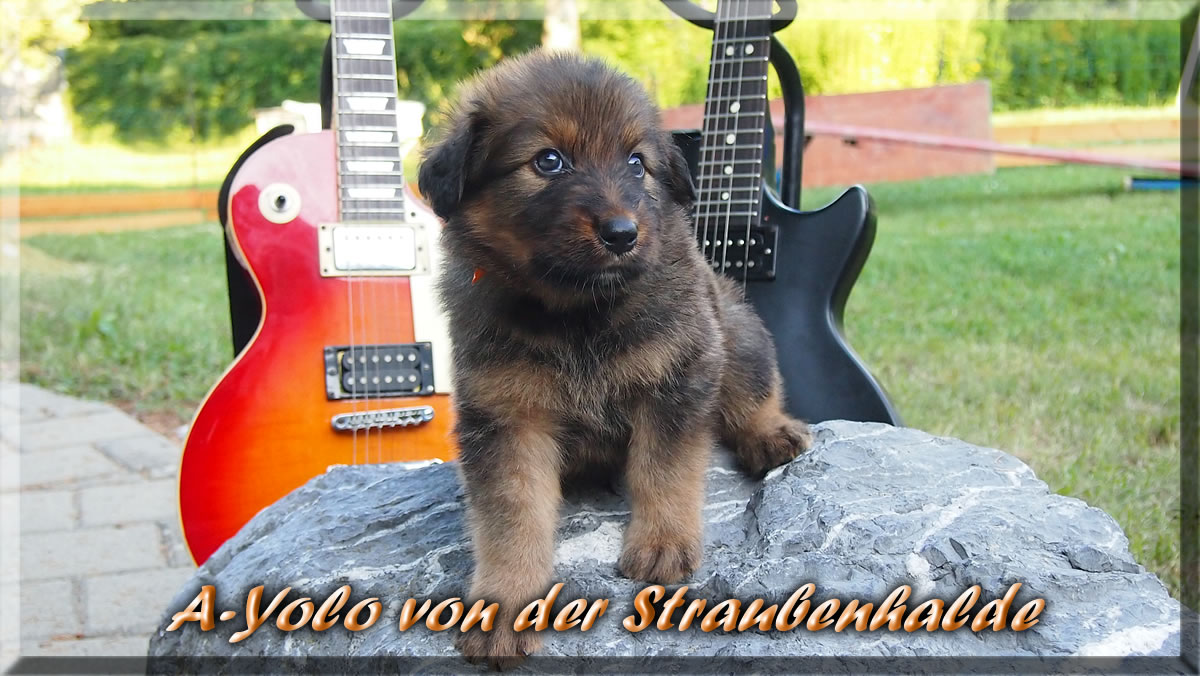 A-Yolo-von-der-Straubenhalde